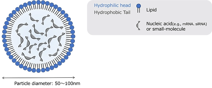 Schematic of LNP Structure and Particle Size