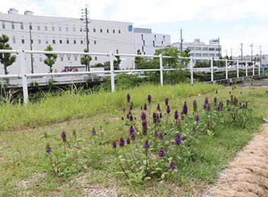 Photo of greening activities using a former parking lot at NGK Headquarters.